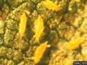 Yellow aphids clustered on green leaf surface; label "UGA1389005"
