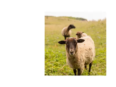 sheep in pasture