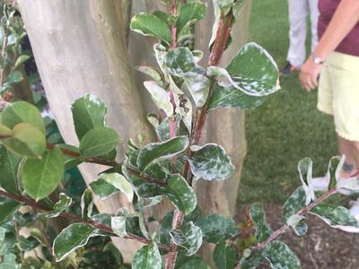2018 Powdery Mildew on Crape Myrtle