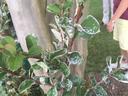 2018 Powdery Mildew on Crape Myrtle