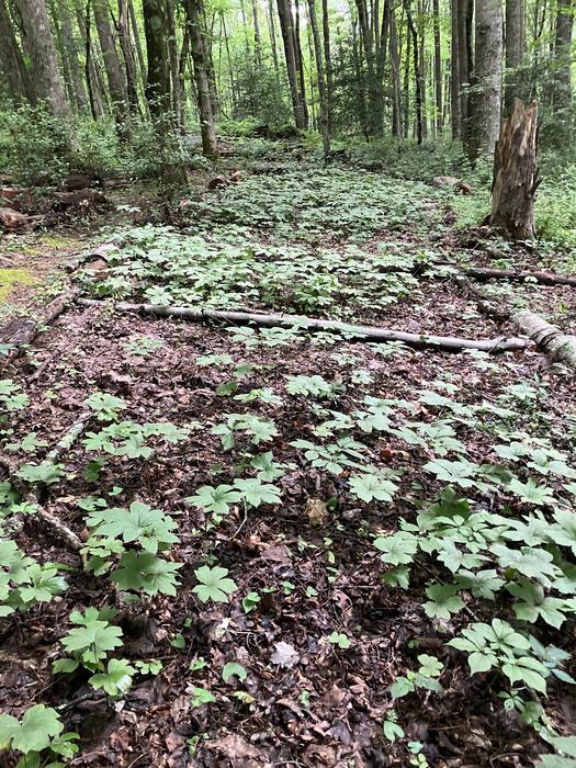 Goldenseal growing in research beds in the forest