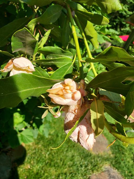 rhododendron leaf gall