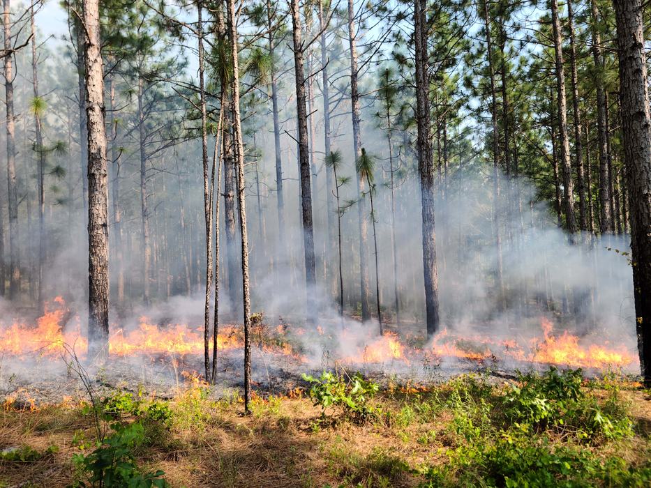 Burning with the Sandhills PBA, June 2023