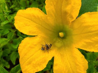 Squash Bees in Squash Blossom