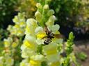 Snapdragon and American Bumblebee at White Hill Farm