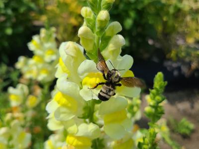 Snapdragon and American Bumblebee at White Hill Farm