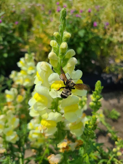 Snapdragon and American Bumblebee at White Hill Farm
