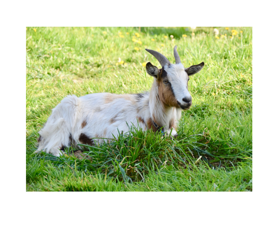 goat laying down