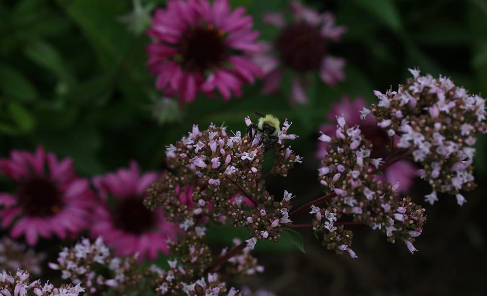 Ornamental oregano and lanceleaf blanketflower. 