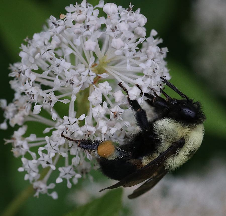 Bumble bee on New Jersey tea. 