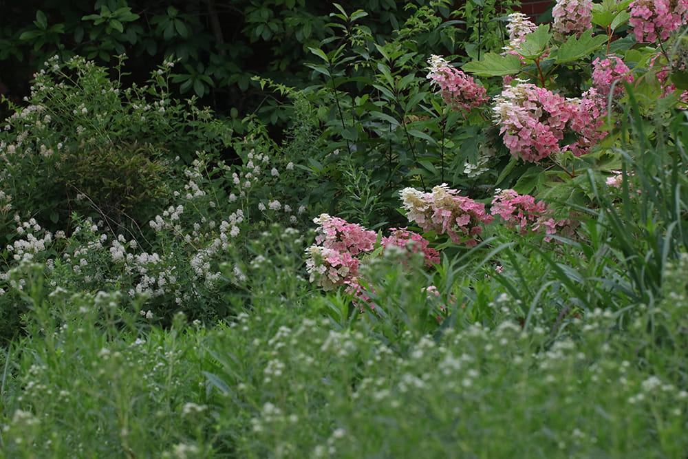 Oakleaf hydrangeas, New Jersey tea, and mountain mint. 