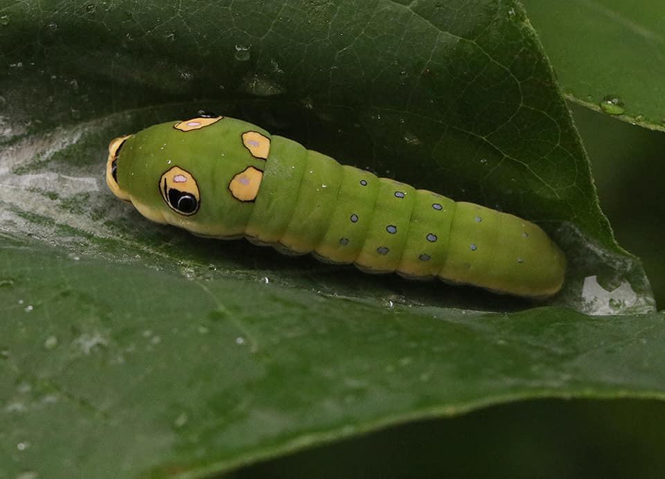 Spicebush swallowtail caterpillar on spicebush.