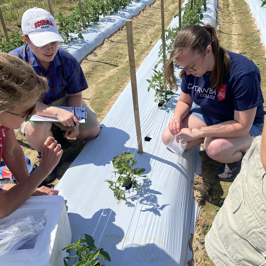 Three people gathered around a tomato plant
