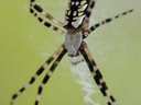 Adult Female Spider
