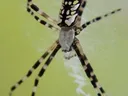 Adult Female Spider