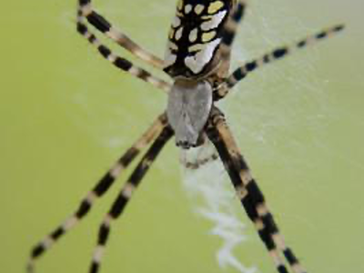 Adult Female Spider