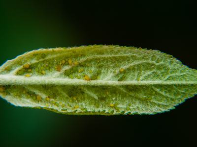 Green apple aphids