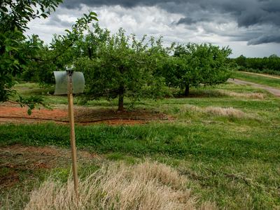 BMSB trap in an orchard