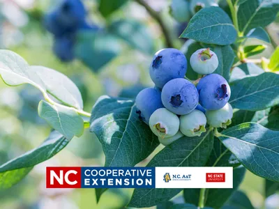 blueberry tour
