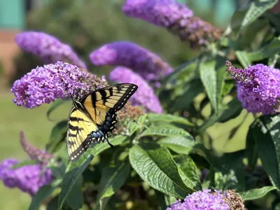 Eastern Tiger Swallowtail