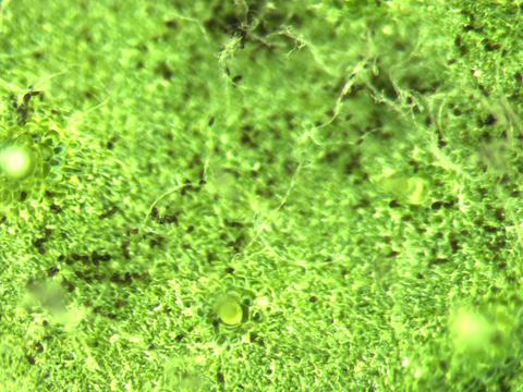 Liverwort thallus magnified, showing round gemma cups and textured surface cells