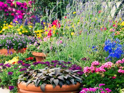 Flowers in containers