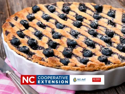 preparing blueberries