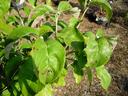 Green leaves with brown spots and small holes on a potted plant over dry mulch