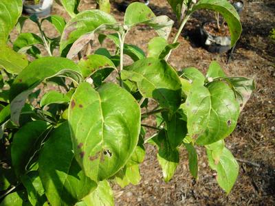 Green leaves with brown spots and small holes on a potted plant over dry mulch