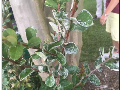 crape myrtle with powdery mildew