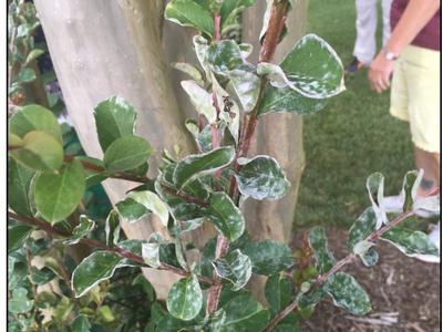 crape myrtle with powdery mildew