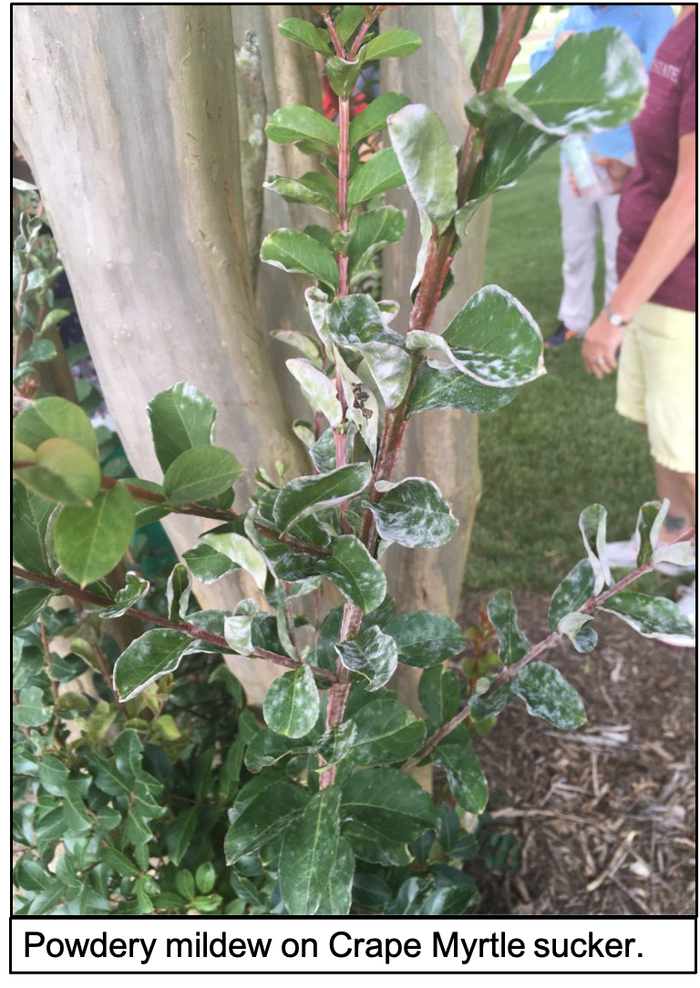 crape myrtle with powdery mildew