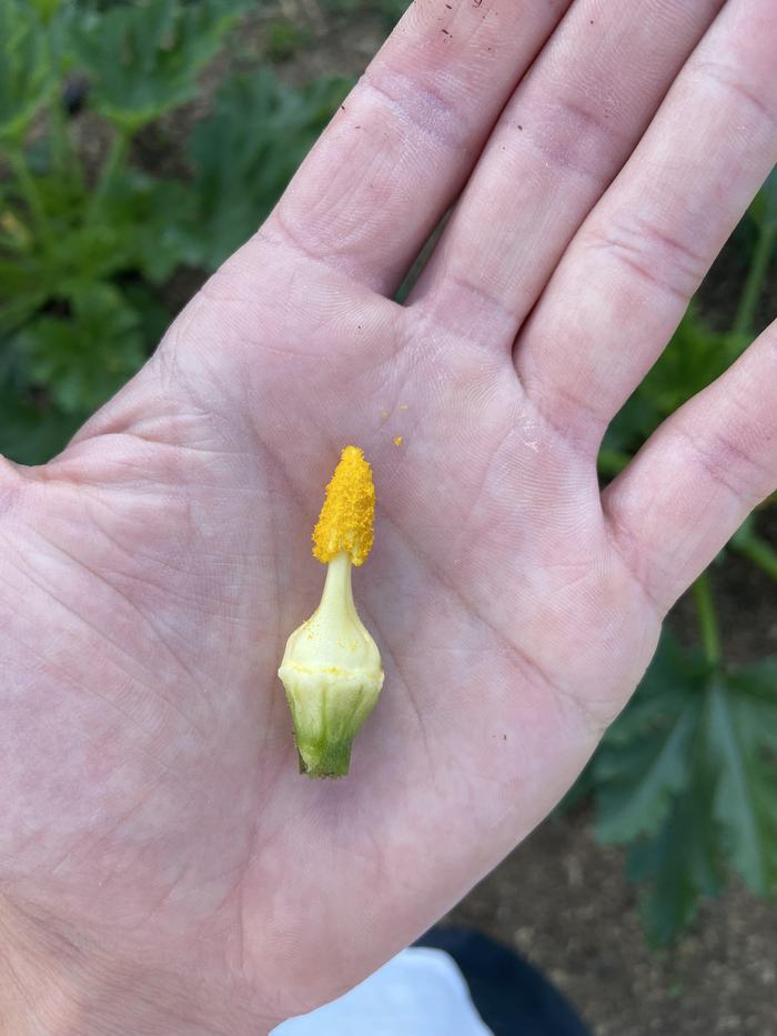 Figure 4: Dissected male flower with filament and anther.