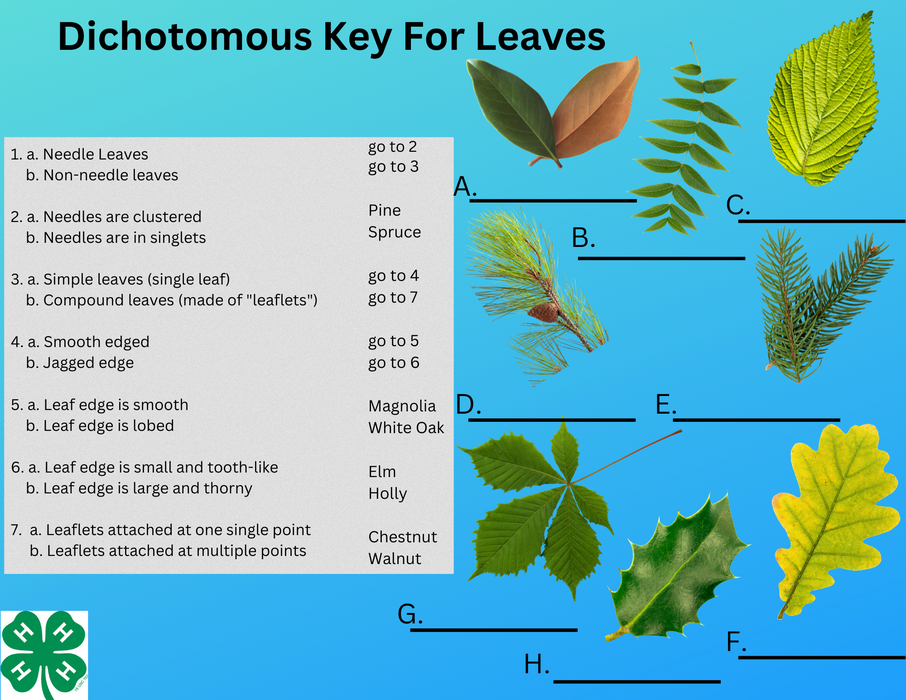 Dichotomous Key For Leaves