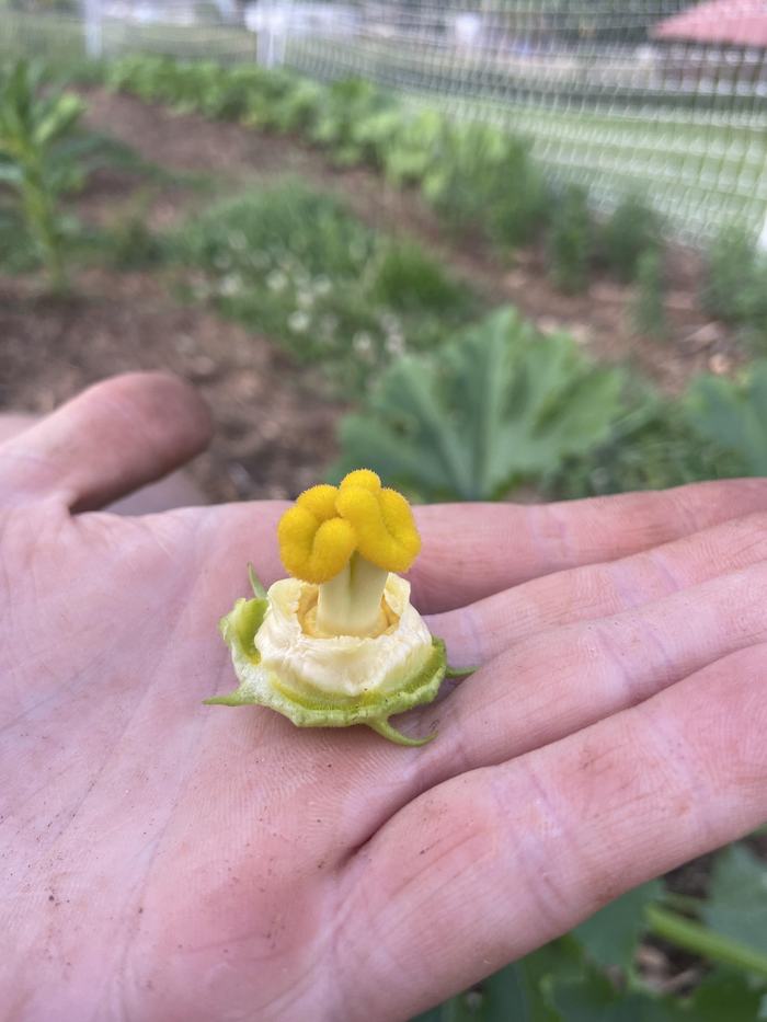 Figure 2: Stigma tissue and style of dissected female squash bloom