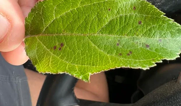 Apple Disease Update: Week of June 26, 2023 - Southern Appalachian ...