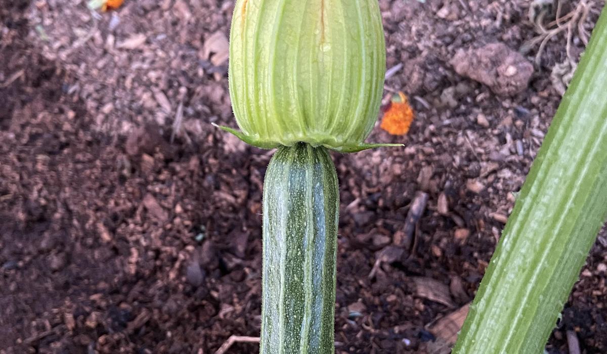 Saving Squash Seeds - Henderson County Center | N.C. Cooperative Extension