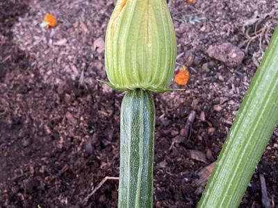 Figure 1: Inferior ovary of a zucchini squash