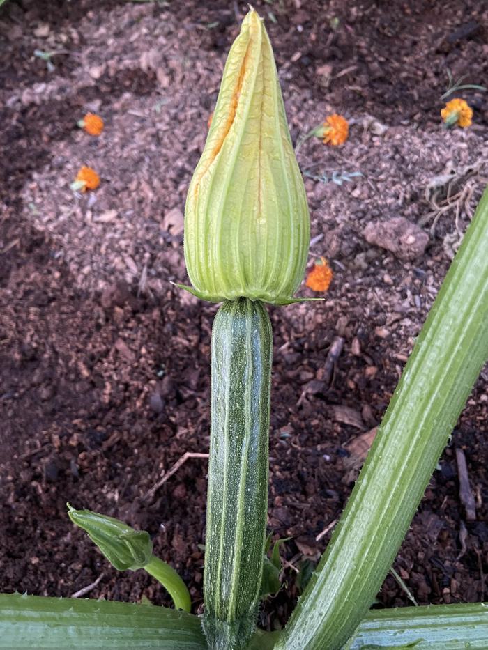 Figure 1: Inferior ovary of a zucchini squash