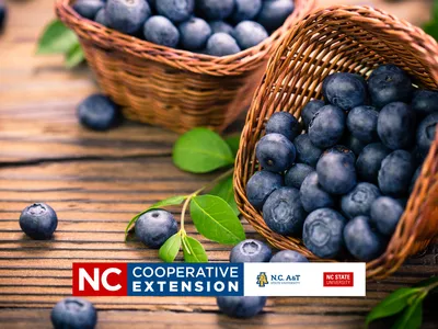 grow blueberries