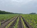 Rows of young corn plants in a plowed field extending to a tree-lined horizon under cloudy sky