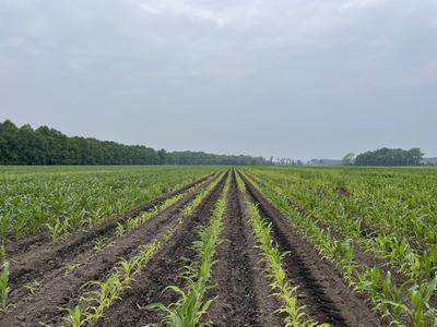 Rows of young corn plants in a plowed field extending to a tree-lined horizon under cloudy sky