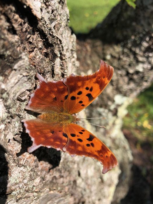 butterfly on bark