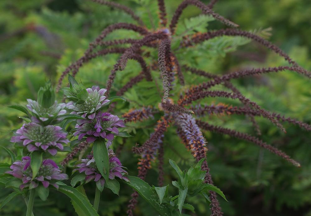 Dwarf indigo bush with lemon bee balm. 