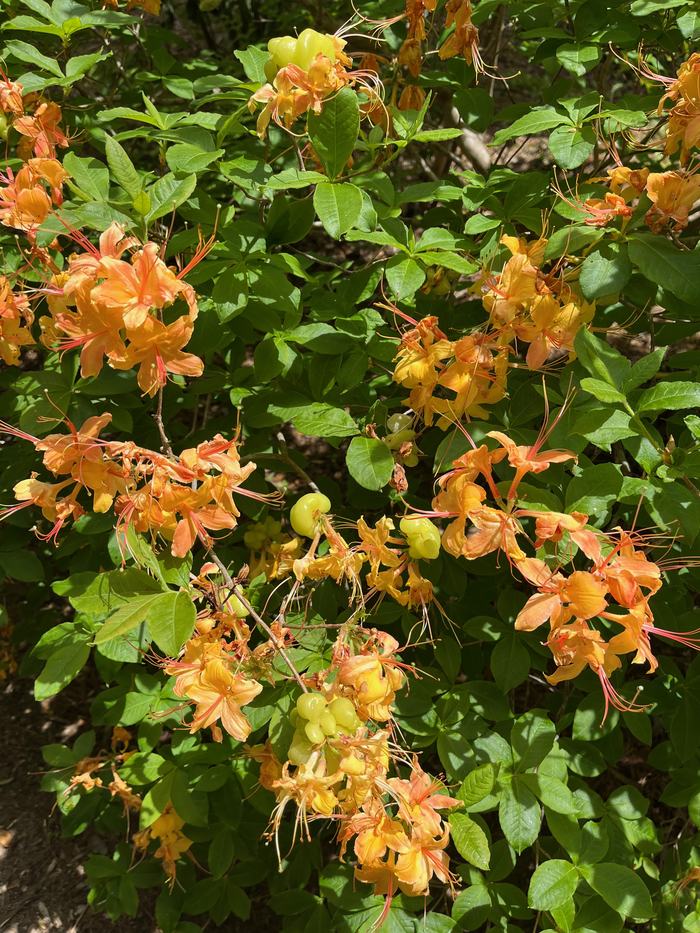 leaf gall on deciduous Flame azalea
