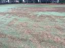 Grasses with brown spots.