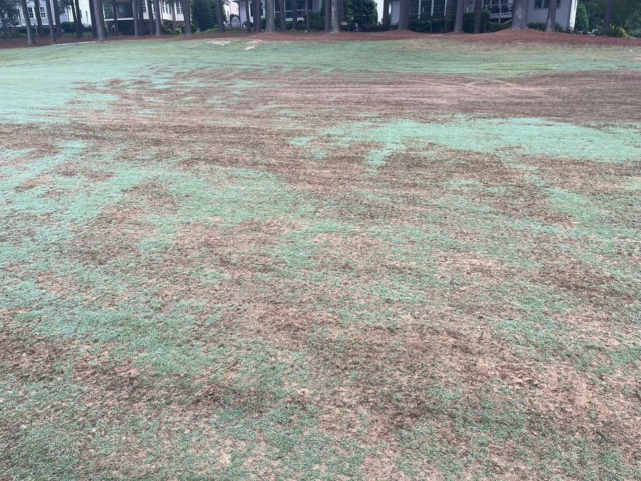 Grasses with brown spots.