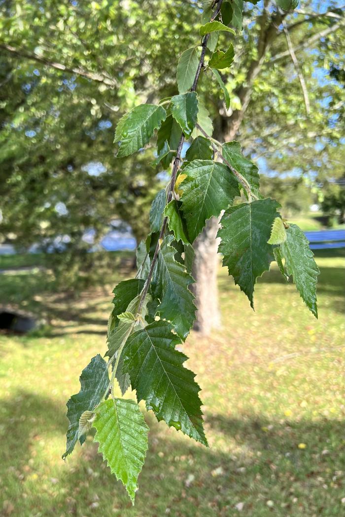 River Birch foliage