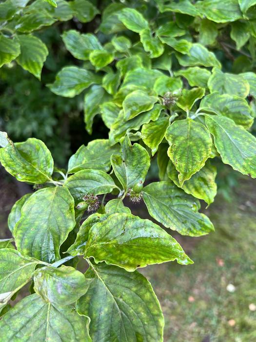 Flowering Dogwood foliage and fruit