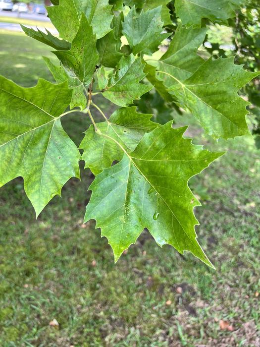 London Plane Tree foliage